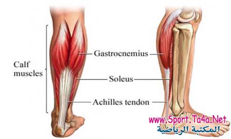 وتر اكيلس Achilles tendon