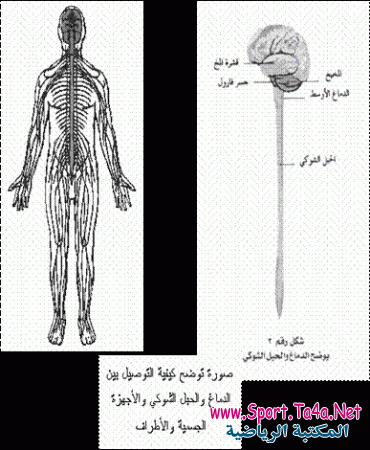 الجهاز العصبي والتشنج