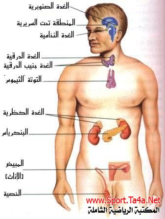 الغدد الصماء