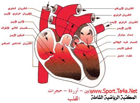 ضغط الدم
