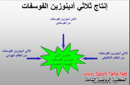 حمض اللاكتيك