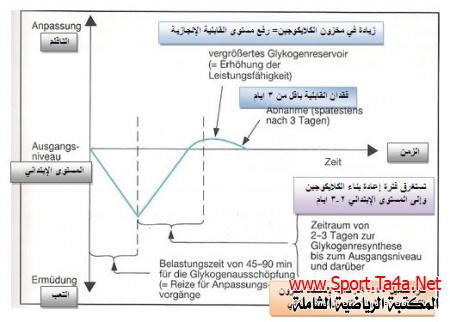 مبدأ إعادة بناء وتجديد الفعالية البايولوجية أثناء وبعد الحمل البدنى
