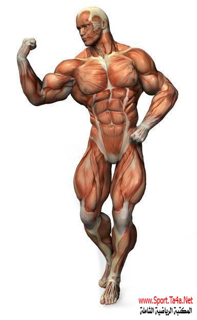 التأثيرات الفسيولوجية لتدريبات القوة العضلية