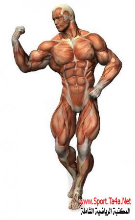 التخطيط لبرامج تدريبات القوة