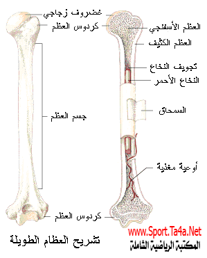 صور عن إصابات العظام