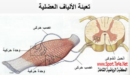 التكيف الرياضي