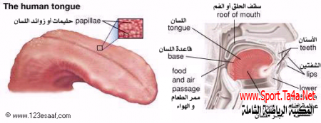 اللسان Tongue