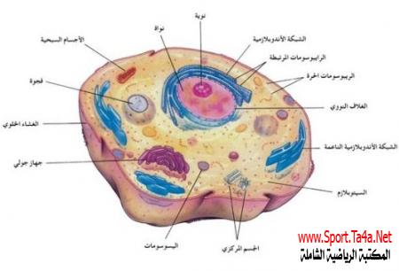 الخلية والأنسجة