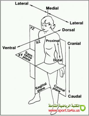 صور للتشريح العصبي