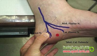 تشريح سطحى للقدم