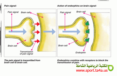 الإدمان الرياضي وهرمون الإندورفين وتأثره على مستويات مختلفة من الشدة