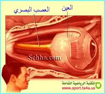 العصب البصري