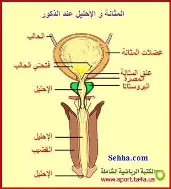 الإحليل عند الرجال