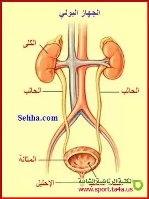 الحالب Ureter