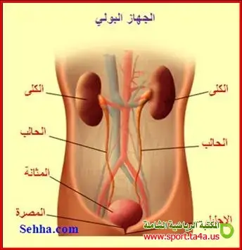 تشريح الجهاز البولي Anatomy of the Urinary System