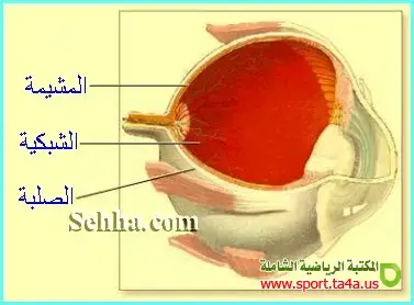 الشكبية - المشيمة - الصلبة