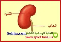 الكلى The kidney