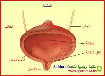 المثانة Bladder