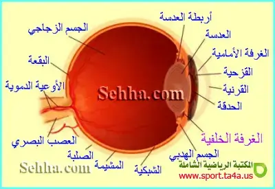 الغرفة الخلفية