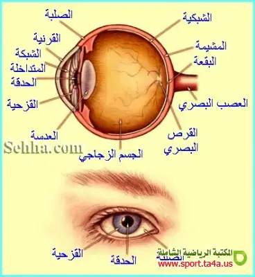 الجسم الزجاجي