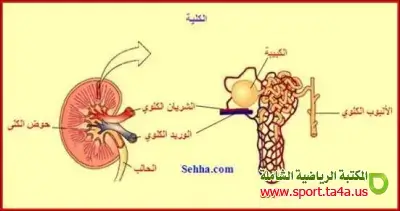النفرون nephron