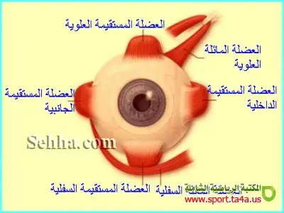 العضلات خارج العين