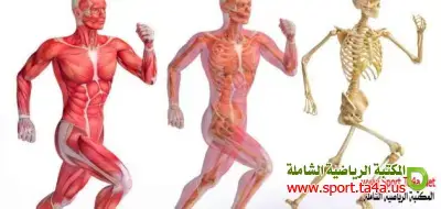 التغيرات الفسيولوجية المرتبطة بالتدريب الرياضي