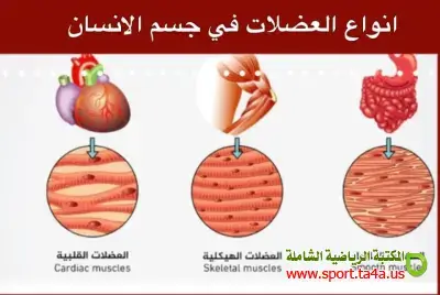 أنواع العضلات