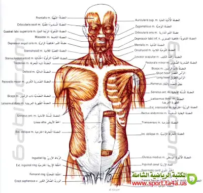 فسيولوجيا الانقباض العضلى