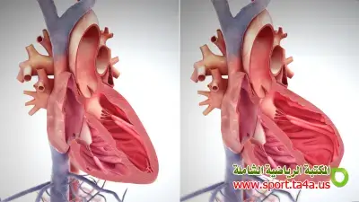 إحتياطى القلب